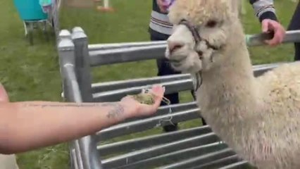 Westbury Show 2021 - The Examiner - Nov 6