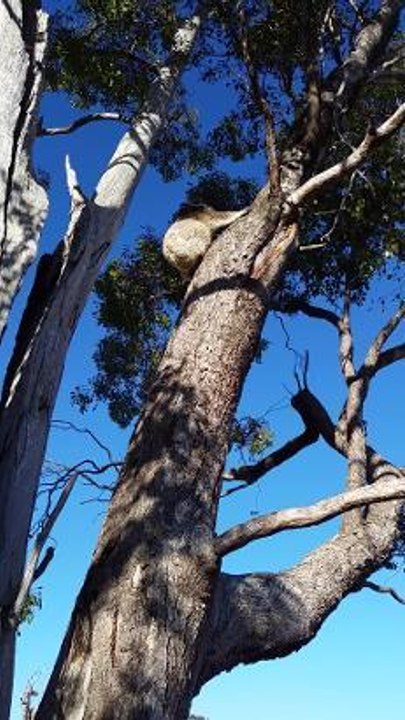Koala and joey