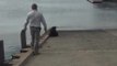 Long-nosed fur seal attempted rescue