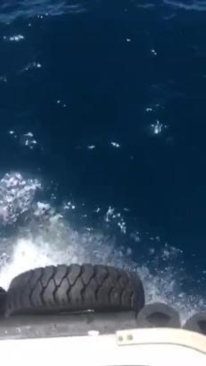 Dolphin in Esperance