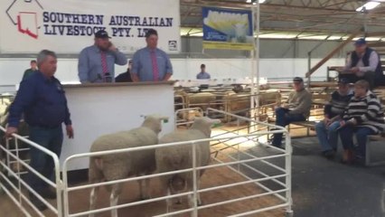 Stock Journal, Johnos Border Leicester final sale