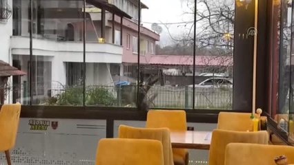 Restorana giren karga beslendikten sonra doğaya salındı