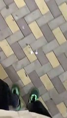 Dog Blocks Ramp Access