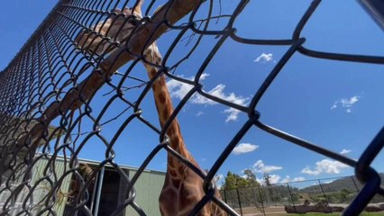 New giraffes at Tasmania Zoo