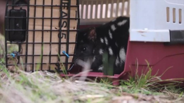 Aussie Ark Eastern quoll release