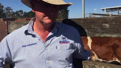 Stock & Land Hamilton Herefords and Euro sale