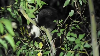 Greater Gliders feeding-MPEG-4