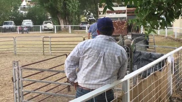 TENTERFIELD SHOW - Grant Hutchings and Neon
