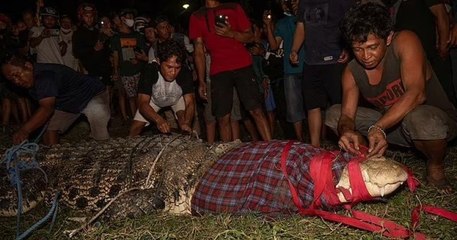 Indonésie : un villageois réussit à enlever le pneu que ce crocodile avait autour du cou depuis six ans