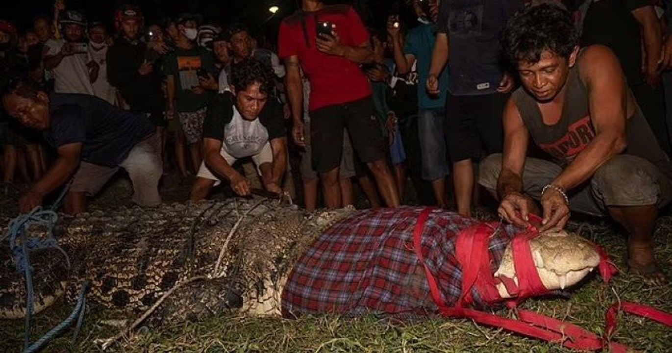 Indonésie : un villageois réussit à enlever le pneu que ce crocodile avait autour du cou depuis six ans