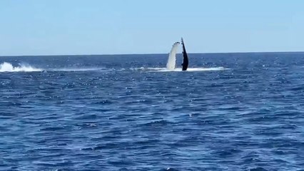 Wales spotted at Devonport - the Advocate, November 2021