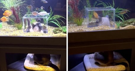 Grâce à cet aquarium personnalisé, ce chat ne fait qu'un avec les poissons qu'il aime tant