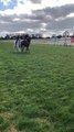 Black Heart Bart trots around Horsham Racecourse