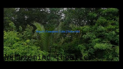 Mood Improving Soothing Rain Sounds In The Forest |  Relax And Sleep Better With This Nature Sounds