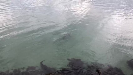 Great white shark in Tuncurry Rock Pool