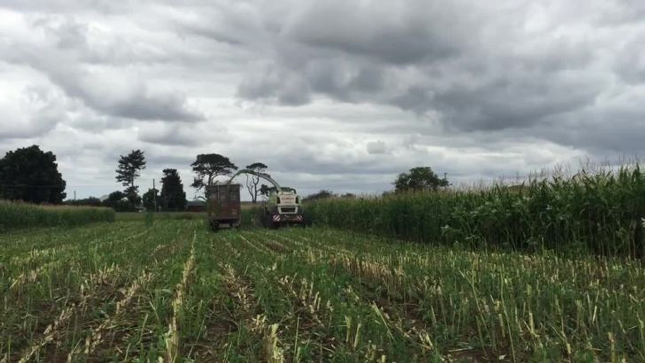 Corn 2