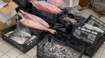 Angri (SA) - Sequestrati oltre 55 quintali di prodotti ittici in cattivo stato di conservazione (09.02.22)