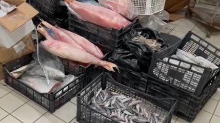 Angri (SA) - Sequestrati oltre 55 quintali di prodotti ittici in cattivo stato di conservazione (09.02.22)