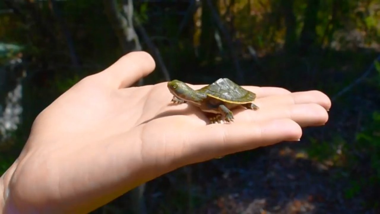 Aussie Ark Save Our Turtles