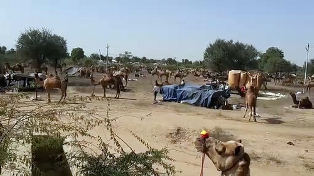 Animals worth more than 1.5 crore were sold in Ramdev cattle fair