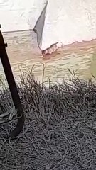खेत में नजर आया संदिग्ध वन्य जीव, ग्रामीणों ने किया गांव में फोन...  देखें Video