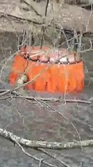 Water bombing Currowan