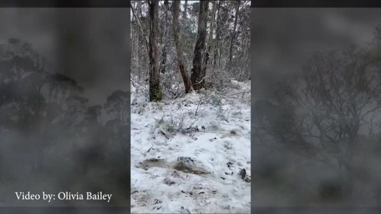 Barrington Snow