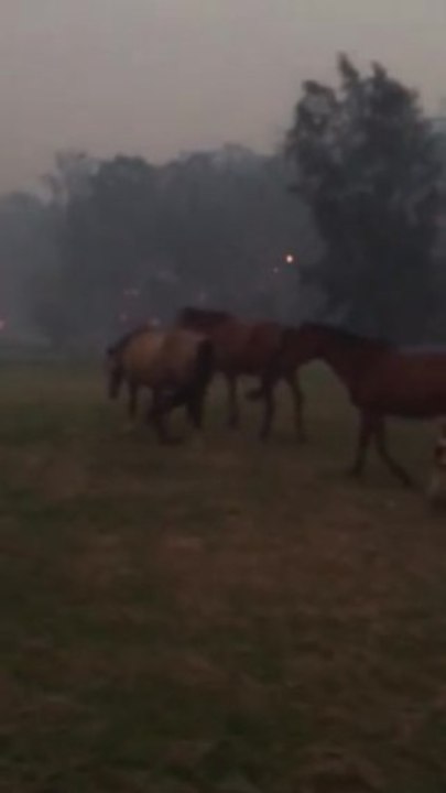 Horses surrounded by bushfire