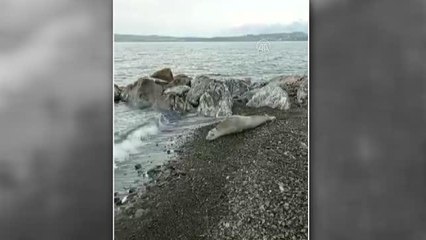 Samandağ'da Akdeniz foku görüldü