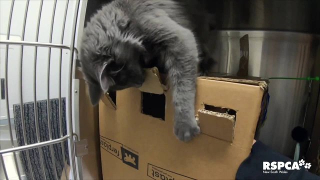 NSW RSPCA shelters reopening after COVID-19 lockdown