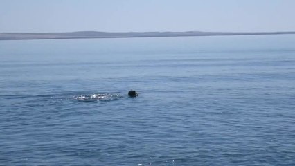 Dolphins in Shark Bay learning the foraging technique, shelling.