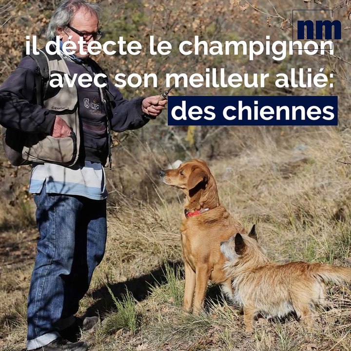 "Sans chien, on ne trouverait plus de truffe": dans les coulisses de la récolte du diamant noir à Puget-Théniers