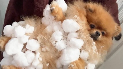 Owner spends 15 minutes defrosting Pomeranian after he got so covered in snowballs he COULDN'T MOVE