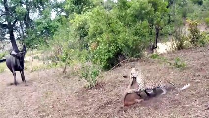 Animals Protecting Their Own