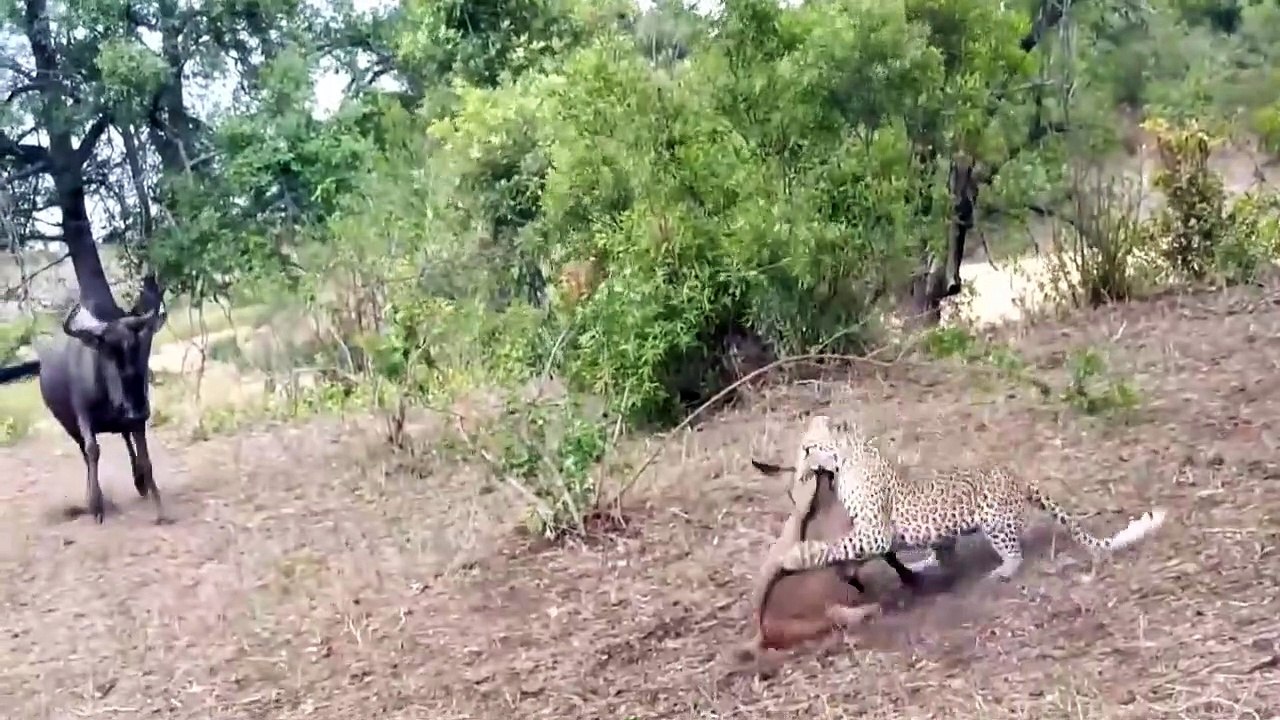 Animals Protecting Their Own