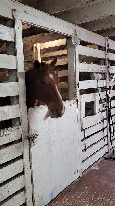Therapy Horse on Stall Rest is Bored Silly