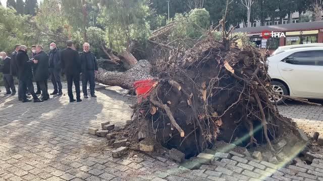 Aydın'da facia teğet geçti: Dev çam ağacı, öğrenciler dersteyken devrildi