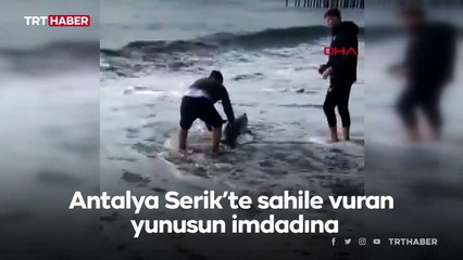 Antalya'da sahile vuran yunus denize bırakıldı