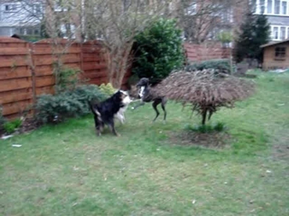 Lince joue au jardin 1