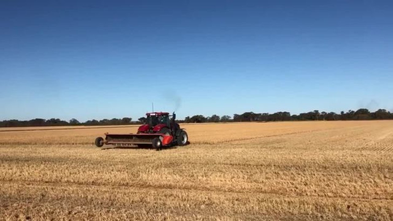 Mulching wheat