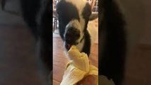 Baby Nigerian Dwarf Goat Noms on Banana