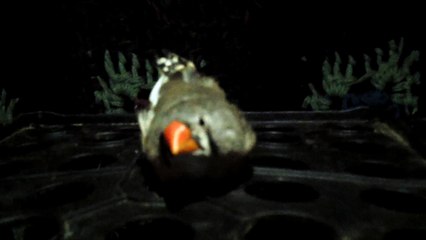 ZEBRA FINCH 102_8103