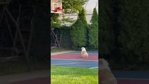 Ball Loving Pup Ponders Stuck Basketball