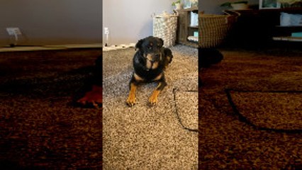 Dog and Baby Have a Conversation