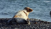 Germania, l'isola dei cuccioli: 700 foche nate in 2 mesi a Helgoland