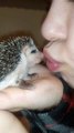 Cute Little Hedgehog is Addicted to Kisses