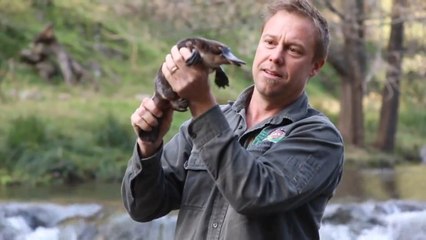 Aussie Ark Platypus Release
