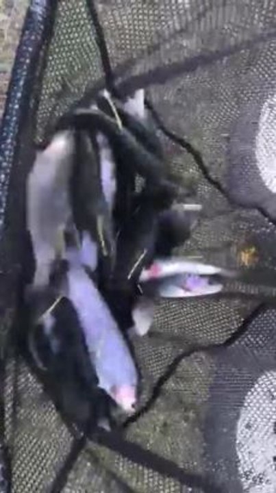 Trout Release