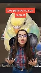 Los pájaros no son reales