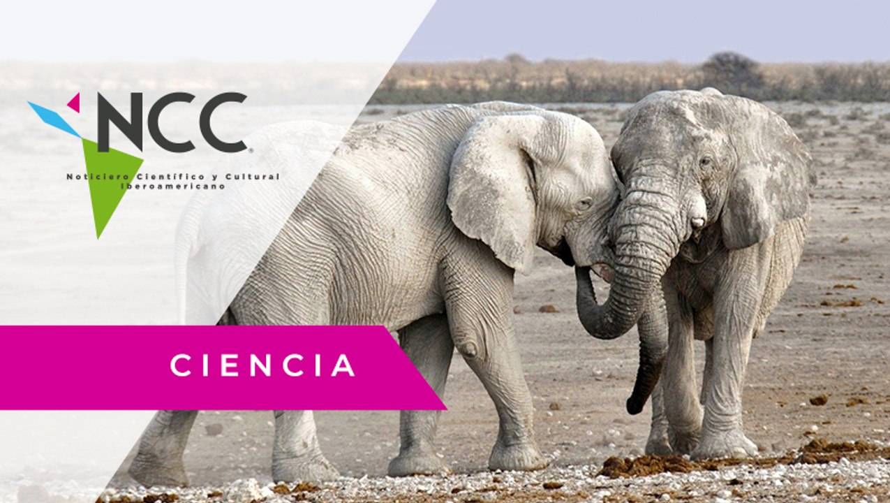 La pandemia afecta la conservación de la vida silvestre en zonas africanas